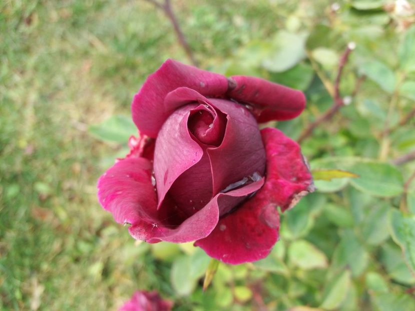 1509790885231-20222290 - The Prince