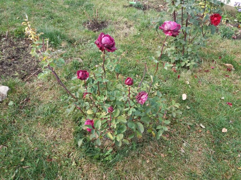 1509790914078-36968237 - The Prince