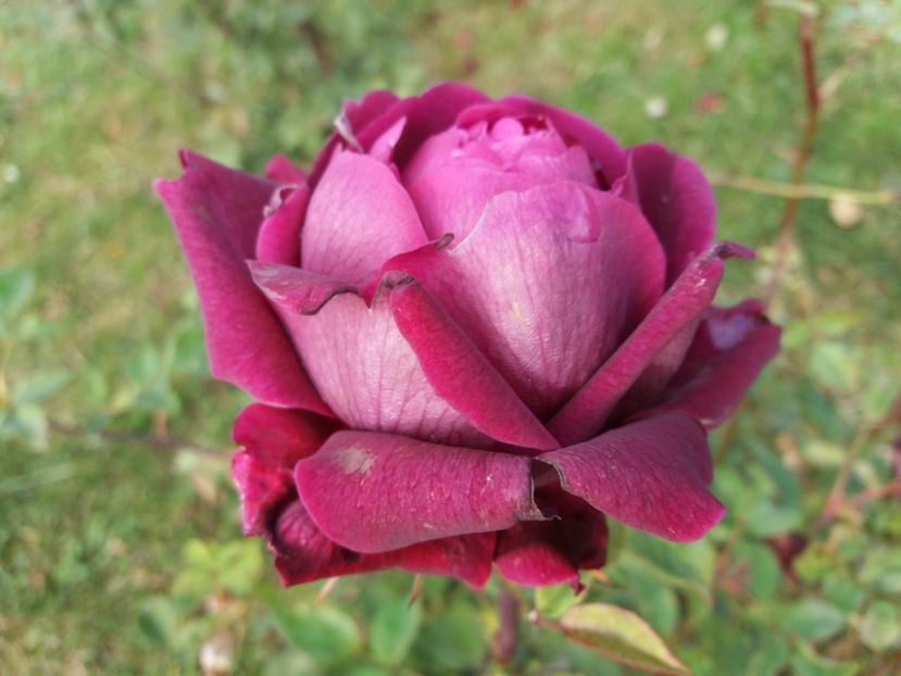 1509790932353-1854363353 - The Prince