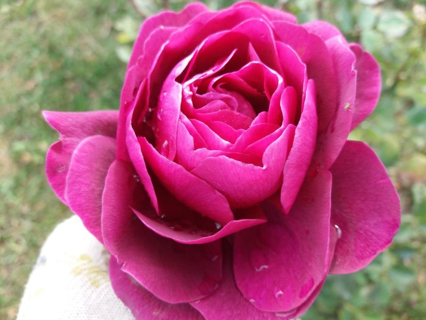 1509790984169-1884529401 - The Prince