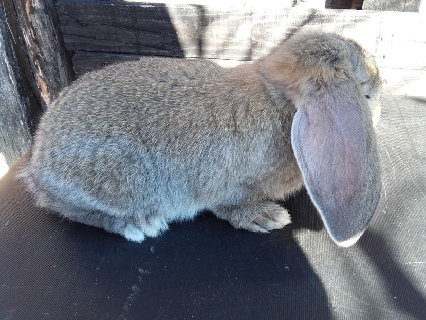  - cuib 5 din 24_09_2017