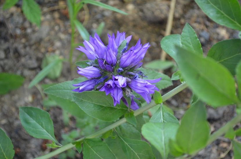  - dragostea  de natura