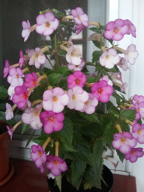 Daisy Boo - AA RIZOMI ACHIMENES 2022