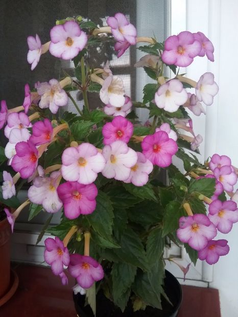 Daisy Boo - AAA RIZOMI ACHIMENES DISPONIBILI -2023
