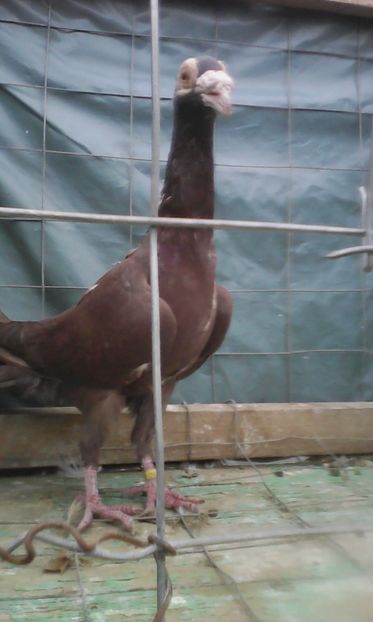  - CARIERI TINERET 2017 DE VANZARE