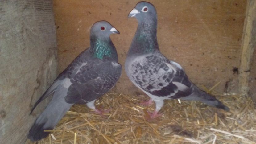  - Matca de porumbei voiajori 2018