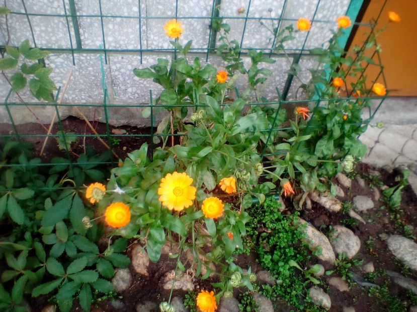 04 11 2017 - z1 Alte poze