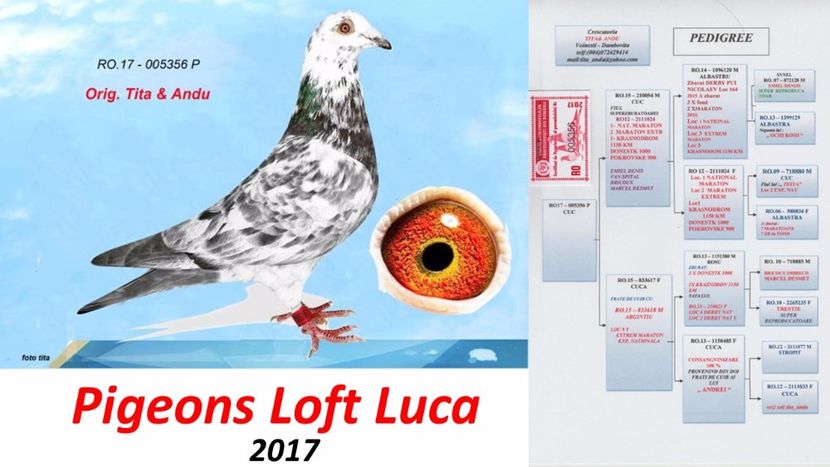 Maratonista - Achizitii noi