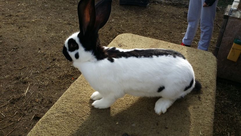  - FEMELA 4 alb negru