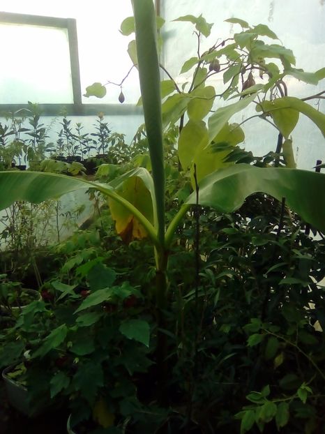 Banan musa basjoo - 1 De vinzare plante