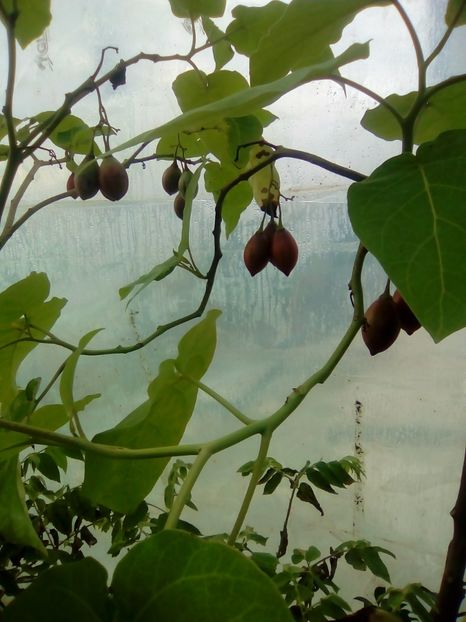 Fructe de tamarillo - 1 De vinzare plante