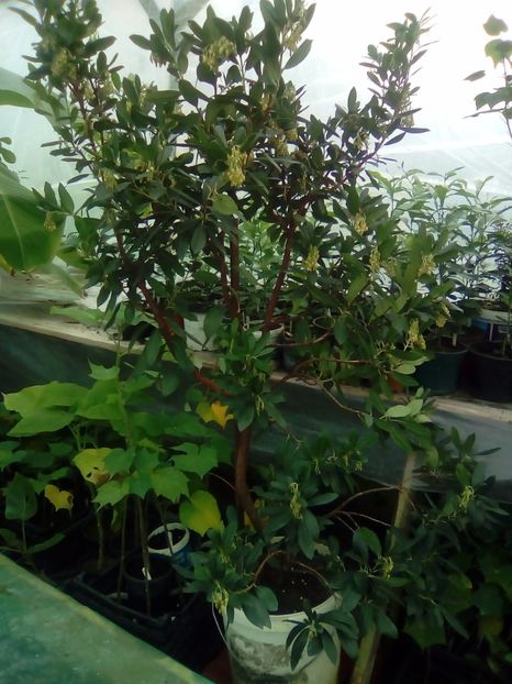 Arbutus unedo - 1 De vinzare plante