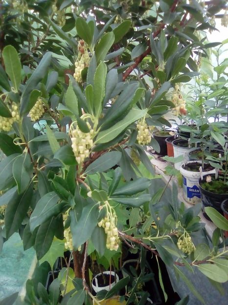 Flori arbutus unedo - 1 De vinzare plante