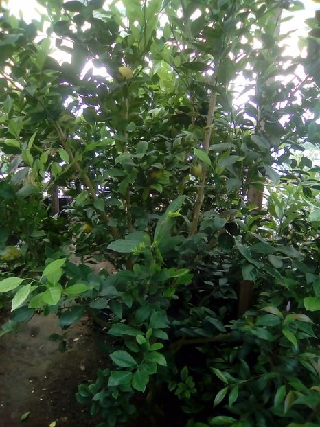 Limetta Pursha - 1 De vinzare plante
