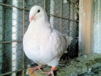 109955740_MEBNLIK - ARGINTII-VANDUTI