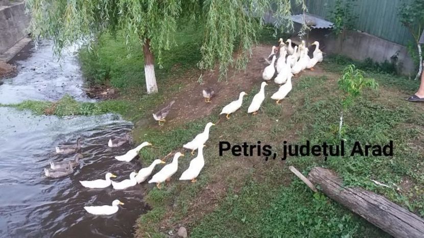 temp6 - Raţe Pekin de vanzare