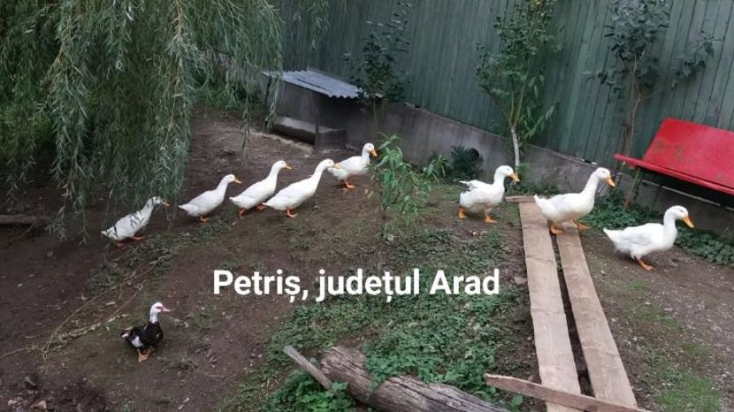 - Raţe Pekin de vanzare