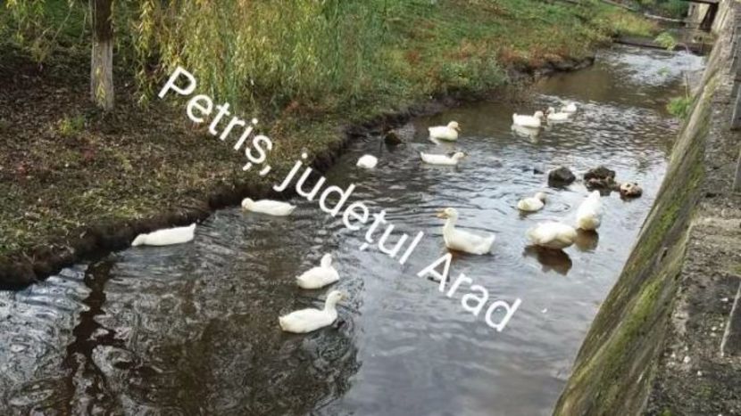  - Raţe Pekin de vanzare