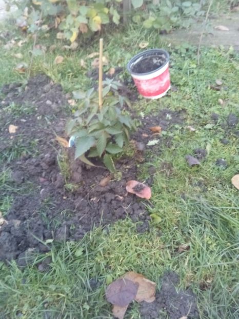 4 noiembrie 2017 - Mur Ouachita