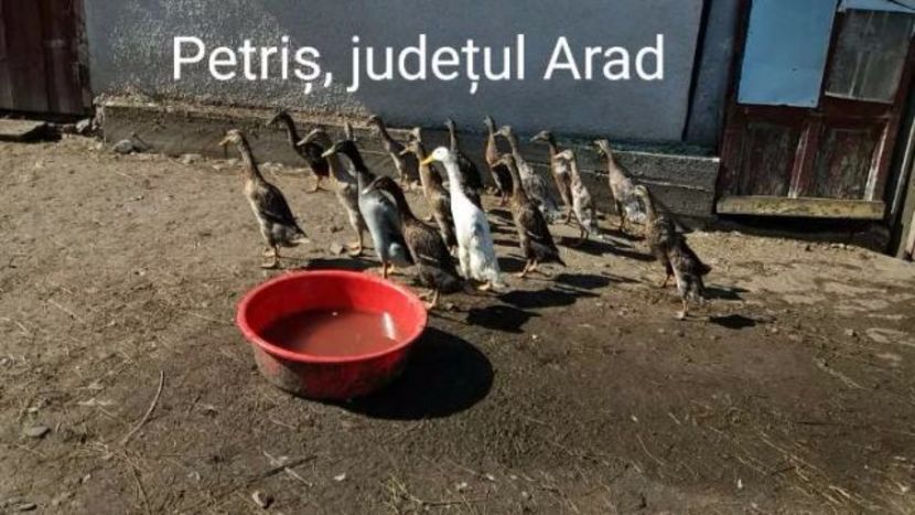 30 septembrie 2017 - Rațe indiene