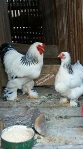 t - Găini brahma