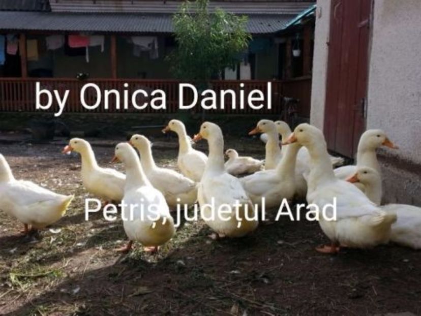  - Raţe Pekin