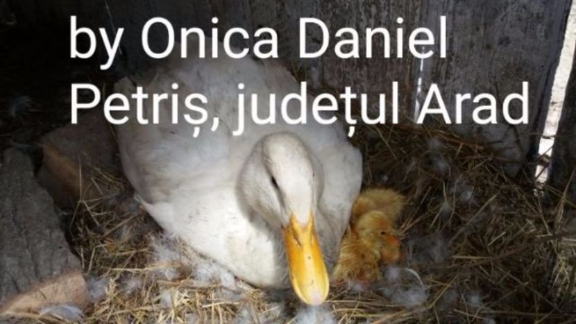  - Raţe Pekin