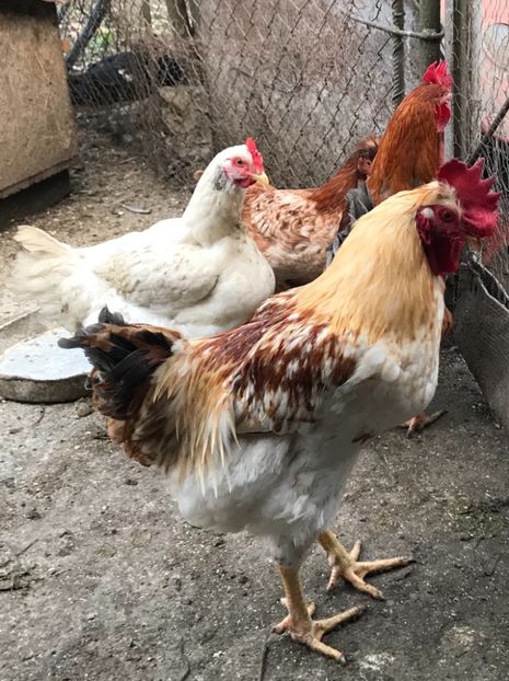 D774AA3A-654E-43B2-840E-0701B9DD0E7D - Pasari de curte 2017