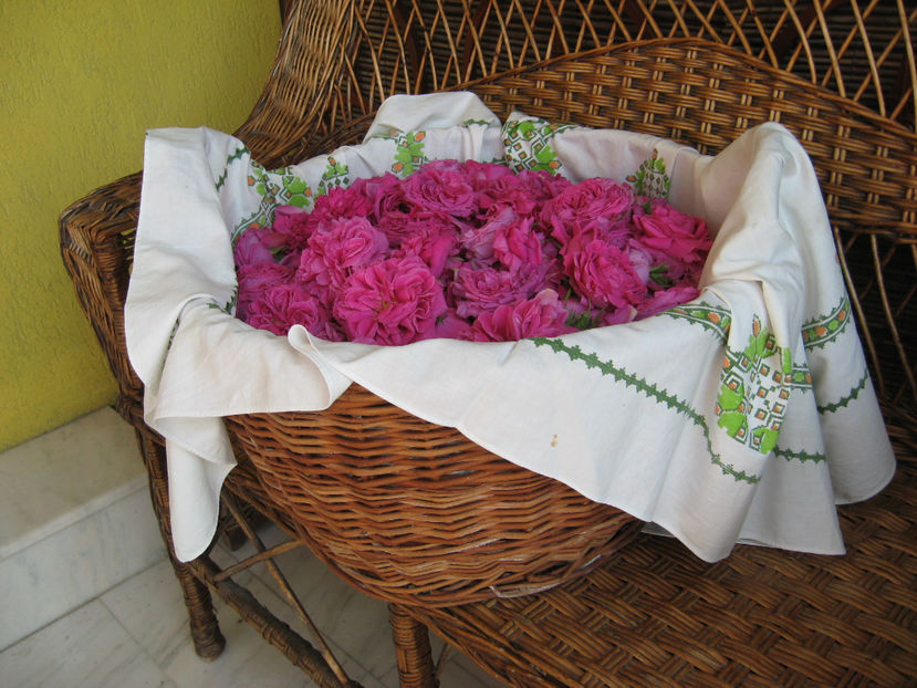 Picture 8108 - Trandafiri de dulceata