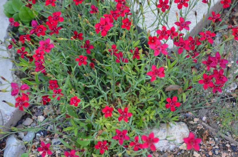  - dragostea  de natura