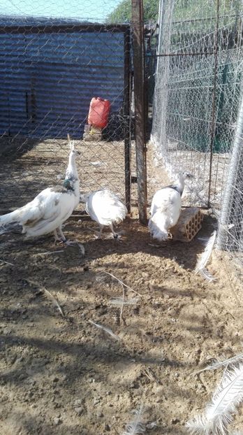 Tineret 2+1 - P--Paunii Silver Pied