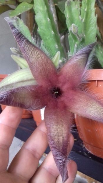  - Stapelia Gigantea -multumesc d-l Gino