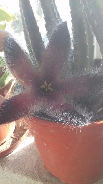  - Stapelia grandiflora