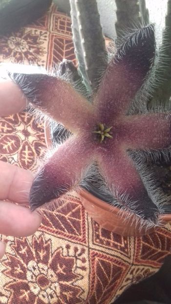  - Stapelia grandiflora