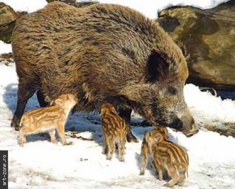 porc_mistret_sus_scrofa__med - Animale in lume