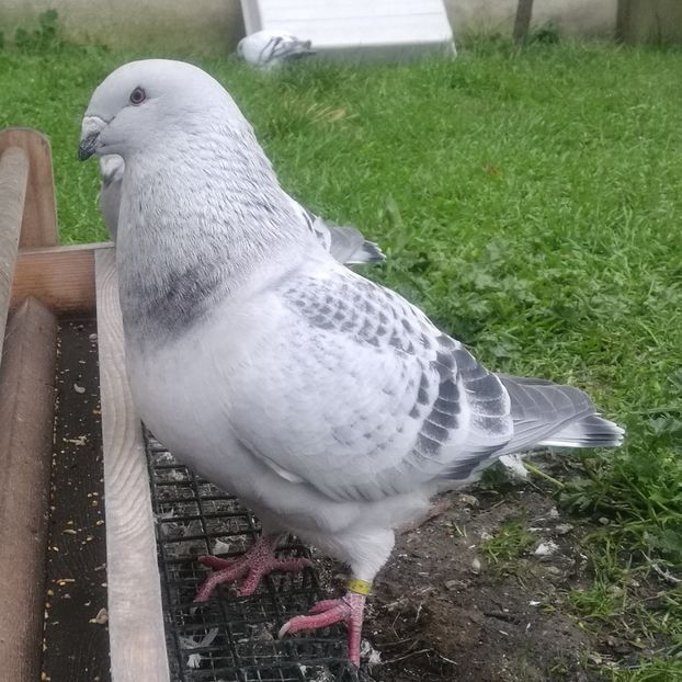 JRS4- ARCHIWUM - d- MŁODE 17- Young 17