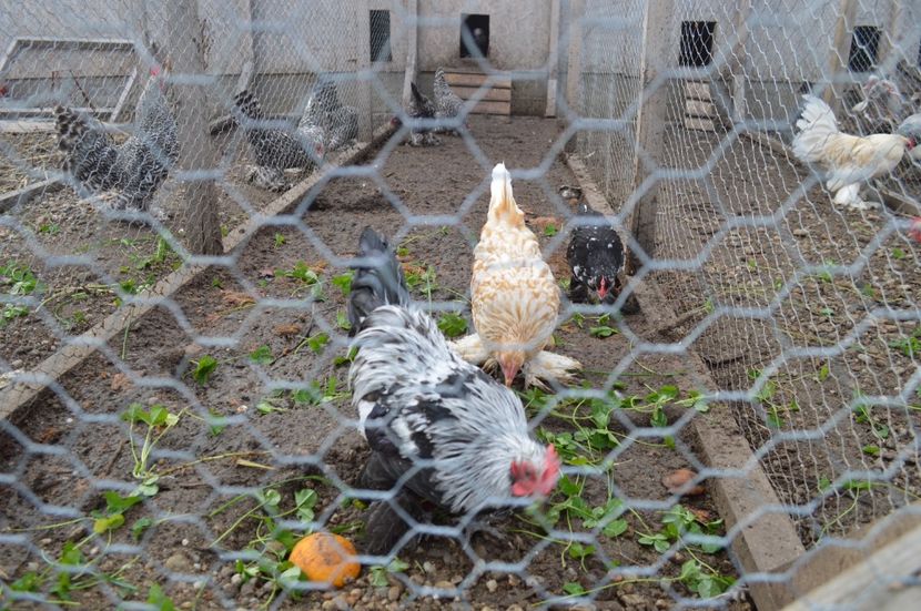 tineret 2017 - b Mii de flori argintiu