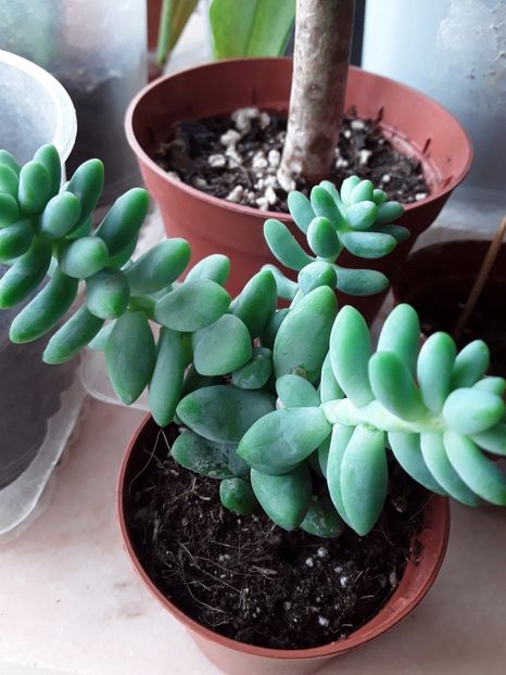  - Suculente mica pasiune