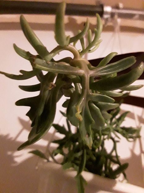  - Suculente mica pasiune