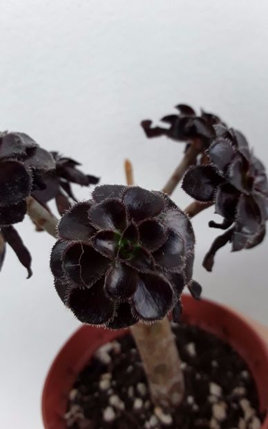 Aeonium  arboreum atropurpure - Suculente mica pasiune