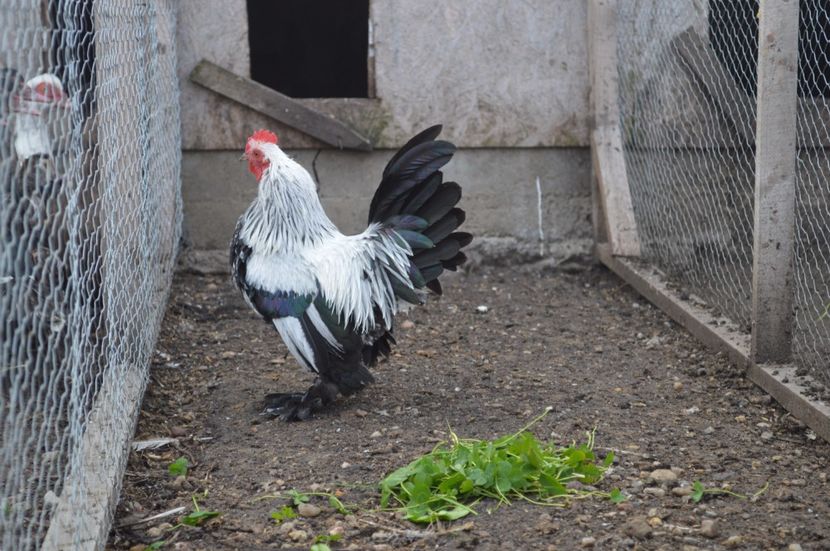 argintiu - b Mii de flori argintiu