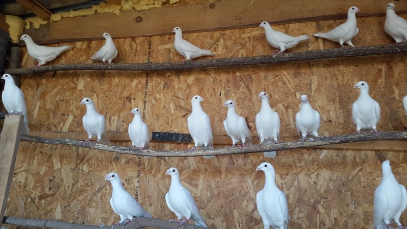  - porumbei Tg-Jiu-Somanesti