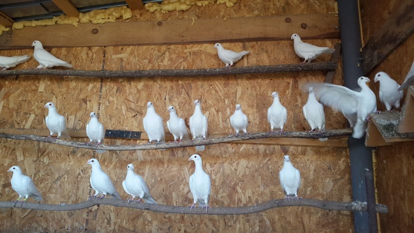  - porumbei Tg-Jiu-Somanesti