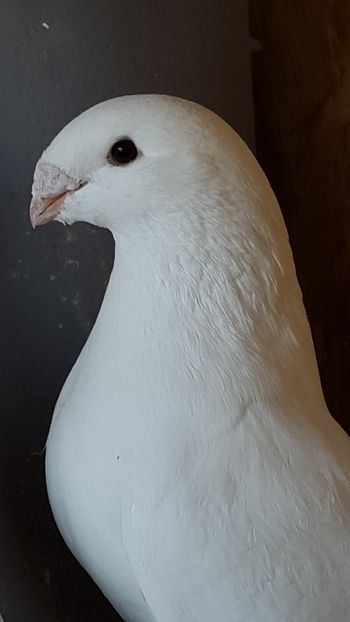  - porumbei american show-racer