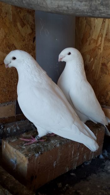  - porumbei american show-racer