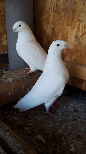  - porumbei american show-racer