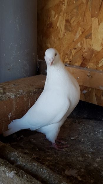  - porumbei american show-racer