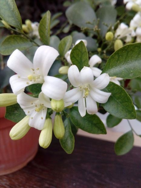 Murraya - plante de interior