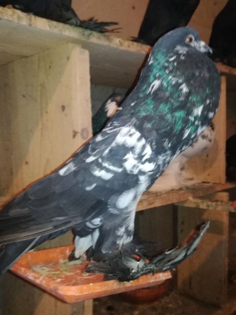  - GUSATI DE POMERANIA