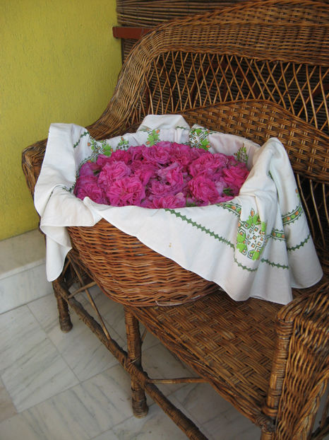 Picture 8107 - Trandafiri de dulceata